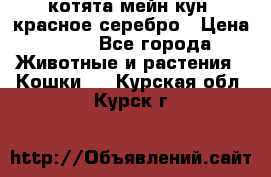 котята мейн кун, красное серебро › Цена ­ 30 - Все города Животные и растения » Кошки   . Курская обл.,Курск г.